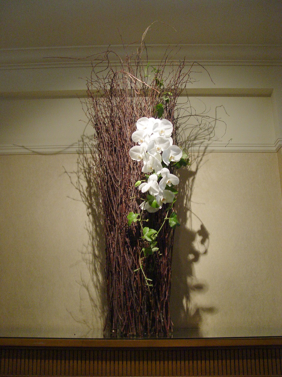 phalaenopsis and birch