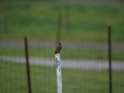 Eastern Blue Bird