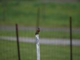 Eastern Blue Bird