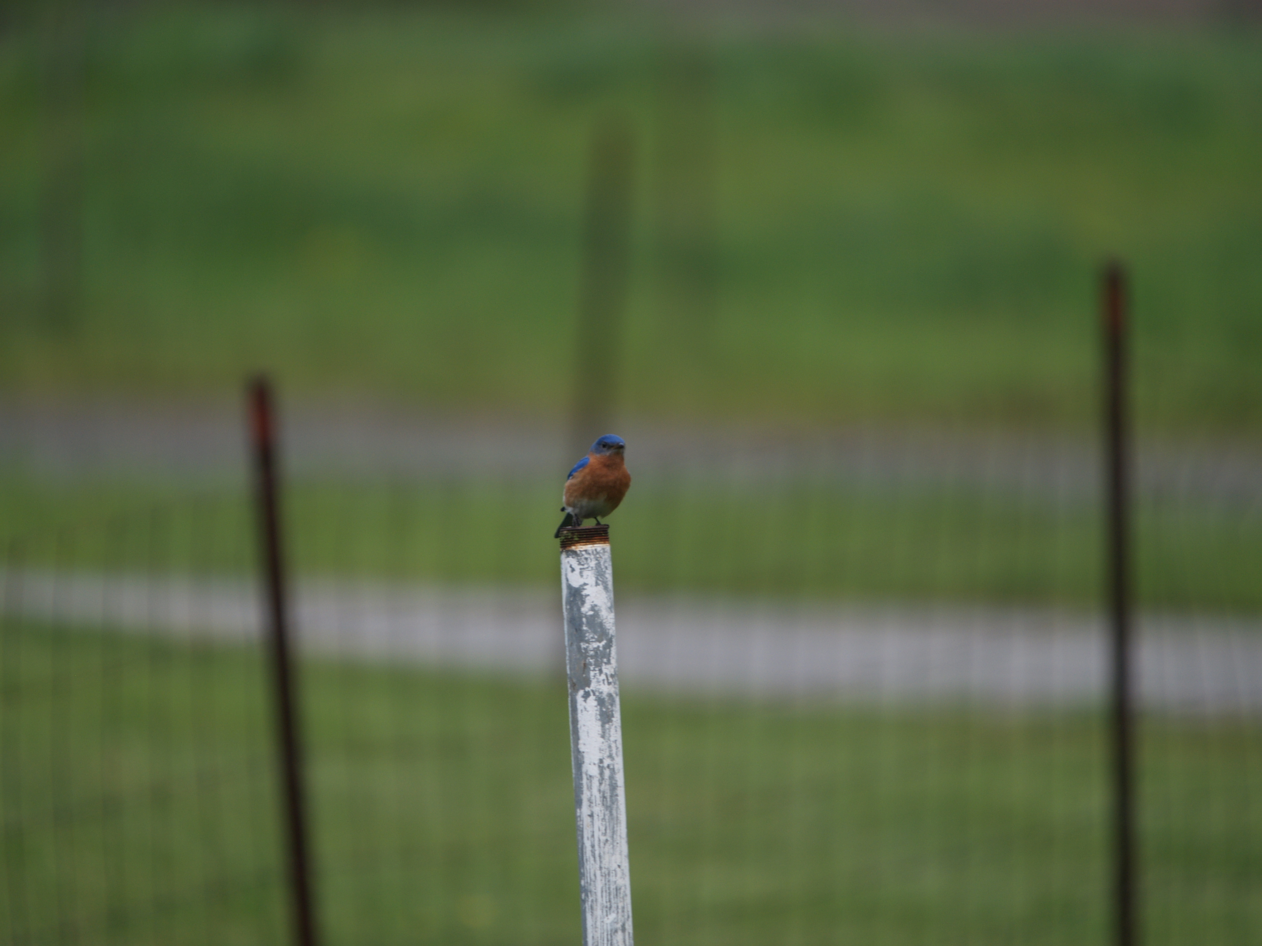 Eastern Blue Bird