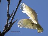 Corella in flight