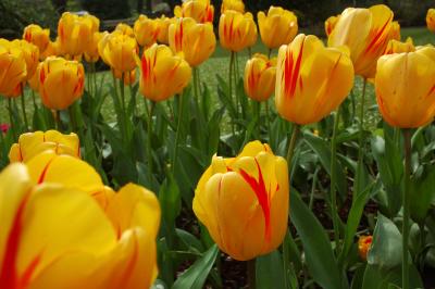 Orange Tulips