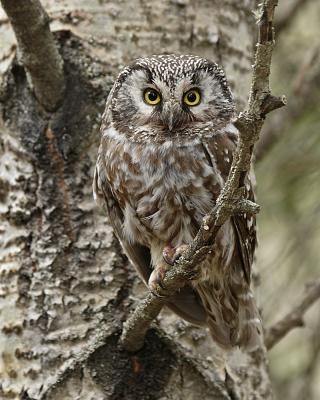 boreal owl 6487