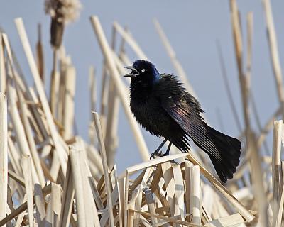 common grackle 6696