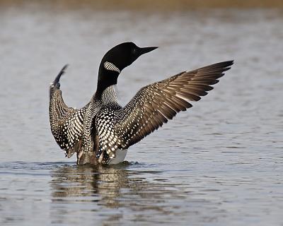 common loon 6782