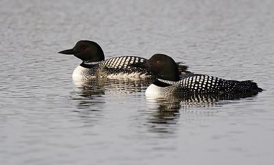 common loons 6803