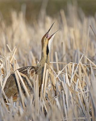 american bittern 7110