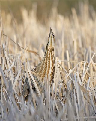 american bittern 7120