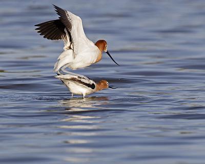 american avocets 7452