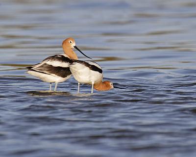 american avocets 7517