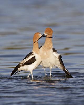 american avocets 7528