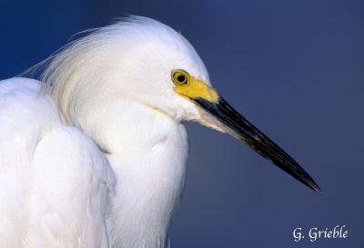 Snowy Egret Closeup.jpg