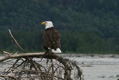 Eagle on Chilkat River