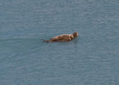 Sea Otter