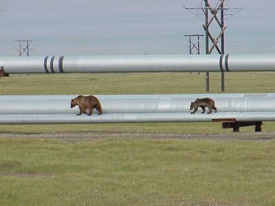 Bears pipeline