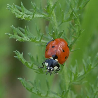 u26/giorgiopieroni/medium/43257607.0415coccinella05.jpg