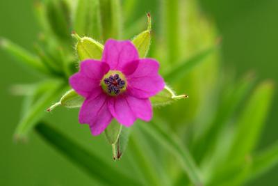 Wild flower