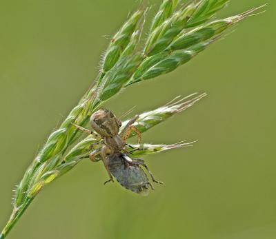 A big prey for a little spider