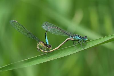 love on a grass thread