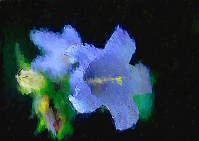 u26/giorgiopieroni/medium/44020290.campanula.jpg