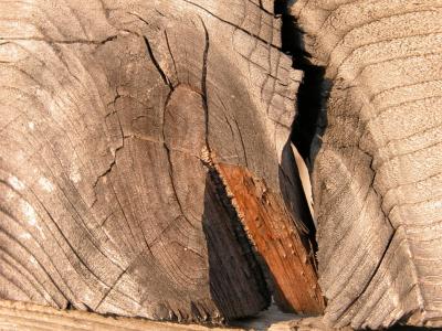 Wood