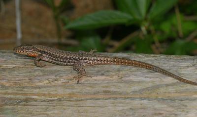 Lzard des murailles
