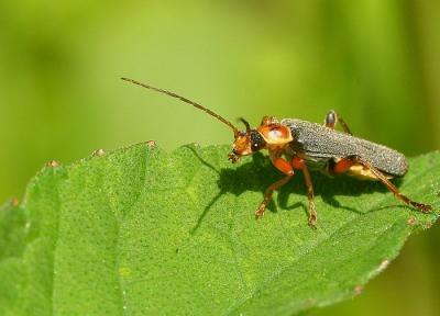  cantharide sombre (Cantharis fusca).