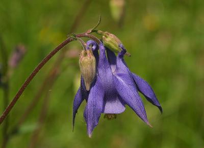 Ancolie noirtre
