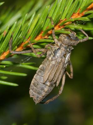 chrysalides