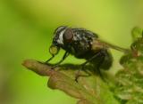 Mouche  damier ou mouche grise de la viande