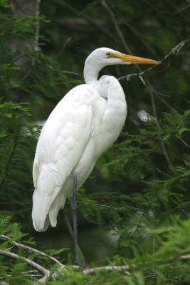Great Egret