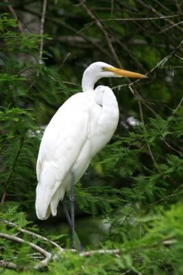 Great Egret