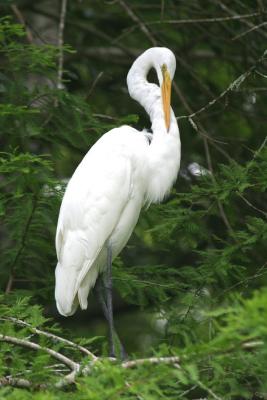 Great Egret