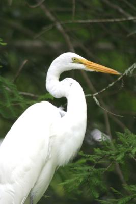 Great Egret