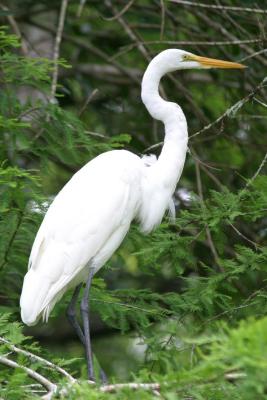 Great Egret