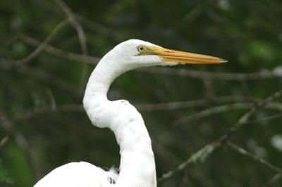 Great Egret