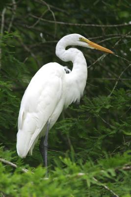Great Egret