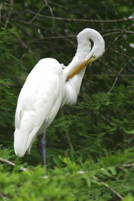 Great Egret