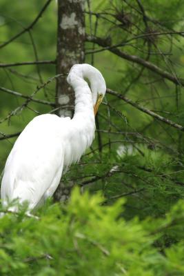 Great Egret