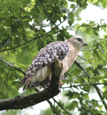 Juvenile Red-shouldered Hawk