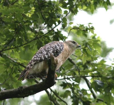Juvenile Red-shouldered Hawk
