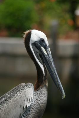Brown Pelican, Chokoloskee, FL (not Corkscrew)