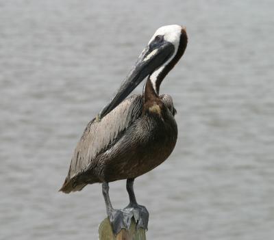 Brown Pelican, Chokoloskee, FL (not Corkscrew)