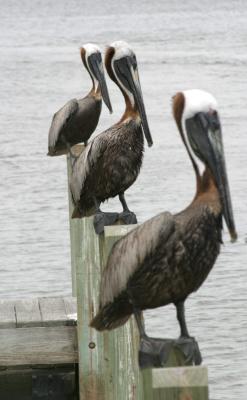 Brown Pelicans, Chokoloskee, FL (not Corkscrew)
