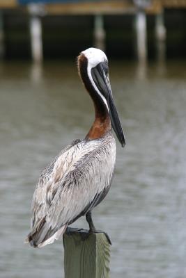Brown Pelican, Chokoloskee, FL (not Corkscrew)