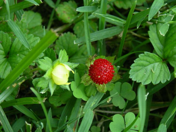 WildStrawberry.jpg