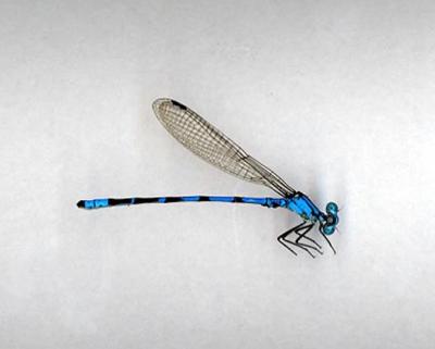 Boreal Bluet