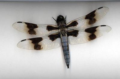 Eight-spotted Skimmer