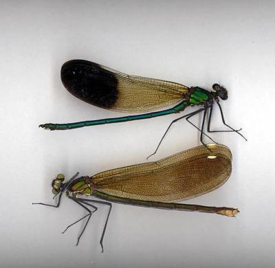 River Jewelwing male & female