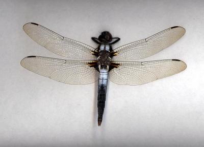 Chalk-fronted Corporal